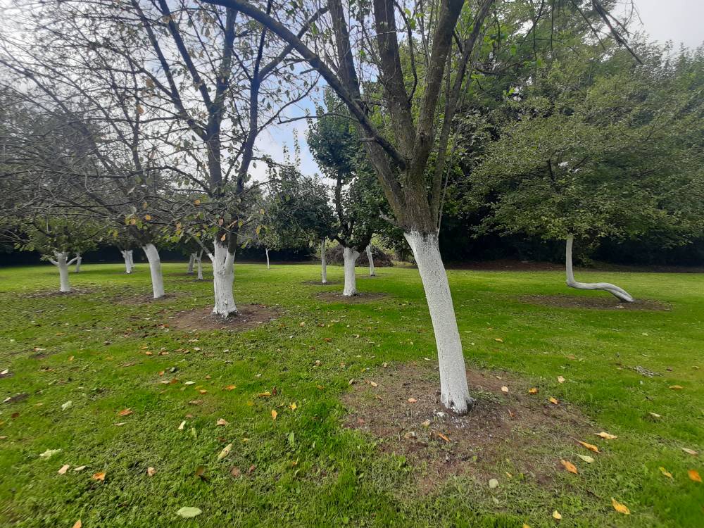 giardino - Porzione di casa a NOVENTA DI PIAVE in vendita - Rif.: 2384