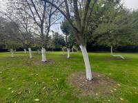 giardino - Porzione di casa a NOVENTA DI PIAVE in vendita - Rif.: 2384