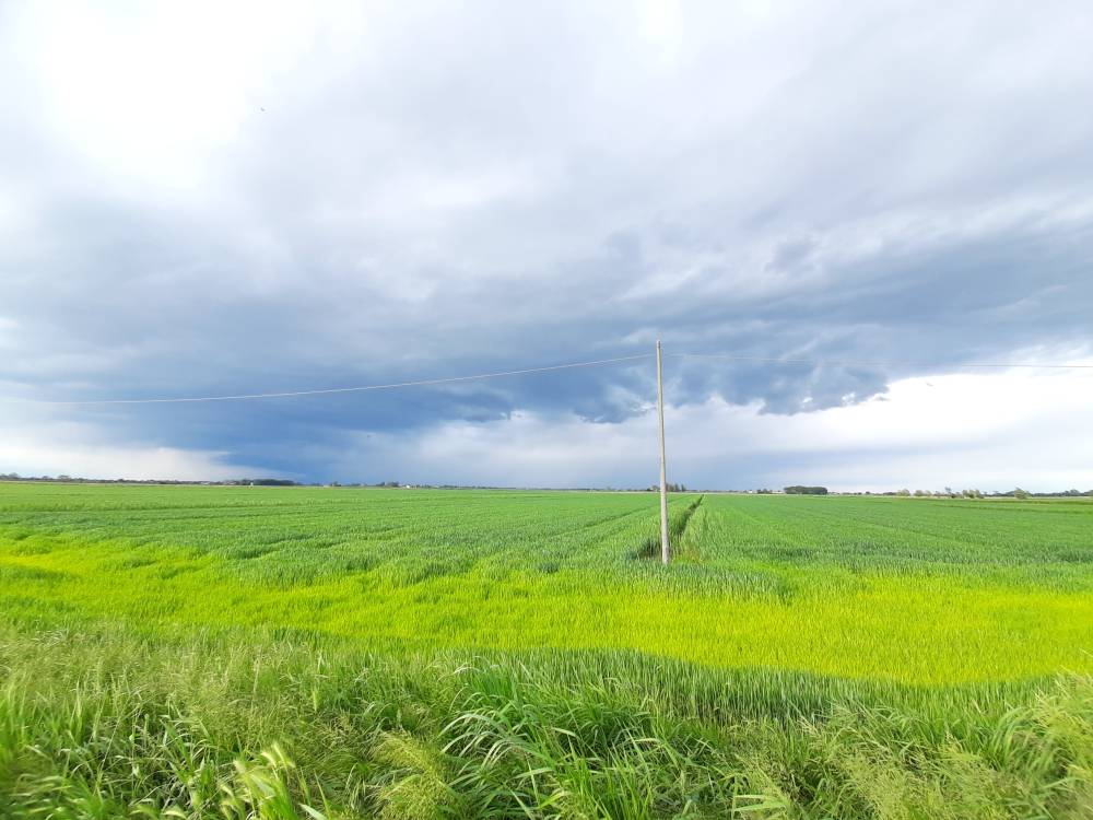 Foto 4 - Terreno agricolo a MUSILE DI PIAVE in vendita - Rif.: 2463