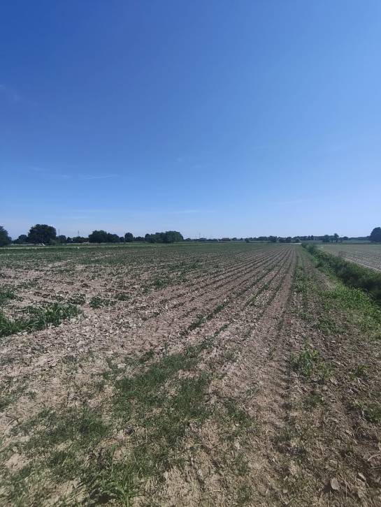 Foto 7 - Terreno agricolo a SAN DONA' DI PIAVE zona CHIESANUOVA in vendita - Rif.: 2487