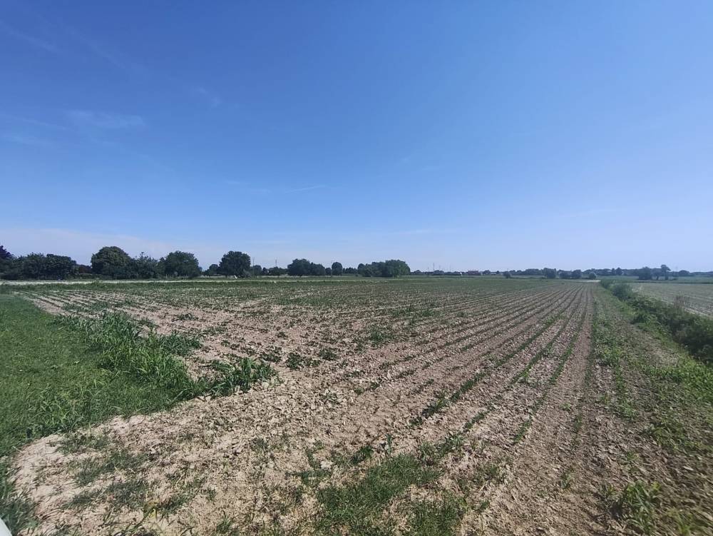 Foto 8 - Terreno agricolo a SAN DONA' DI PIAVE zona CHIESANUOVA in vendita - Rif.: 2487