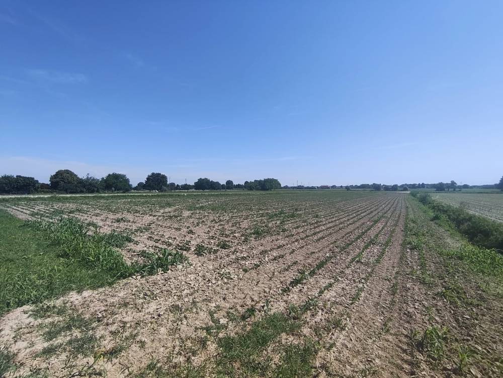 Foto 9 - Terreno agricolo a SAN DONA' DI PIAVE zona CHIESANUOVA in vendita - Rif.: 2487