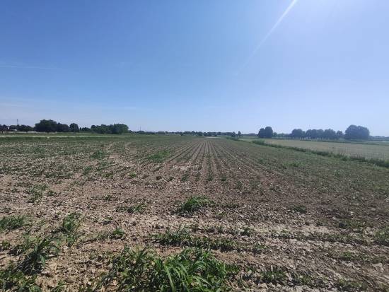 Foto 6 - Terreno agricolo SAN DONA' DI PIAVE zona CHIESANUOVA in vendita - Rif.: 2487