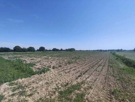 Foto 9 - Terreno agricolo SAN DONA' DI PIAVE zona CHIESANUOVA in vendita - Rif.: 2487