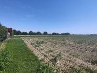 Foto 5 - Terreno agricolo a SAN DONA' DI PIAVE zona CHIESANUOVA in vendita - Rif.: 2487